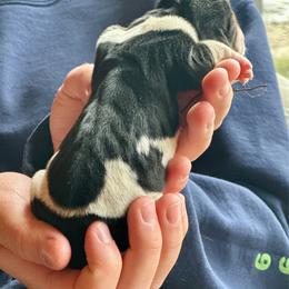 Male 2 - Black brown and white male Basset Hound puppy in Lindley, New York from Hill Top Basset Hounds & Cane Corso