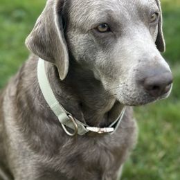 Rhi - Labrador Retriever
