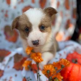Green - Sable male Pembroke Welsh Corgi puppy in Dobson, North Carolina from Clover S Farm