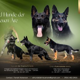 German Shepherd puppies from vd Hunde der neuen Äre