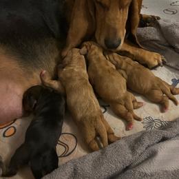 Boy 1 - Black tan and white male Basset Hound puppy in Columbus, Ohio from Olveras Hound of Ohio