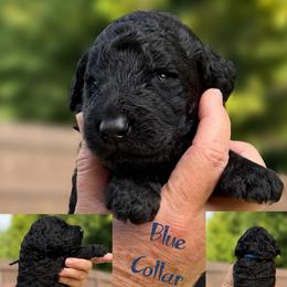 Dark Blue Collar - Black male Goldendoodle puppy in Ringgold, Georgia from Sweet B’s Goldendoodles