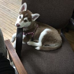 Siberian Husky Puppies from Crazy Cookies Huskies