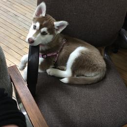 Siberian Husky Puppies from Crazy Cookies Huskies