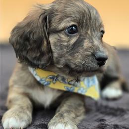 Miles - Brindle male Dachshund puppy in Nine Mile Falls, Washington from River Run Doxies