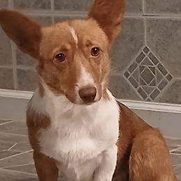 Harlow - American Corgi