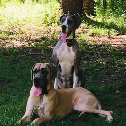 Macy - Great Dane