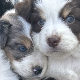 Miniature Australian Shepherd Puppies from Dream Dog Mini Aussies