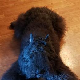 Bouvier des Flandres from Dilyn