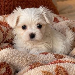 Girl 1 - White female Maltese puppy in Charlotte, North Carolina from Toy Poodle and Maltese Perfection
