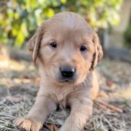 Franklin - White - Dark golden male Golden Retriever puppy in San Martin, California from Church Creek Retrievers