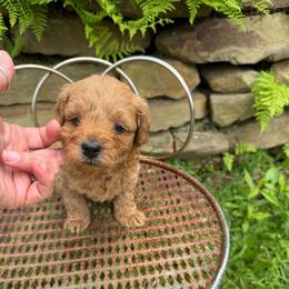 Lightning - Red  male Goldendoodle puppy in Cherry Tree, Pennsylvania from Plum Creek Acres Next Generation