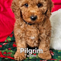 Pilgrim - Red  male Goldendoodle puppy in Syracuse, Utah from Just Doodling Dogs