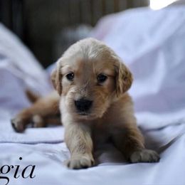 Bernedoodle and Golden Retriever Puppies from Golden Light Puppies