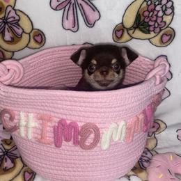 Chihuahua puppies from Jacari dines
