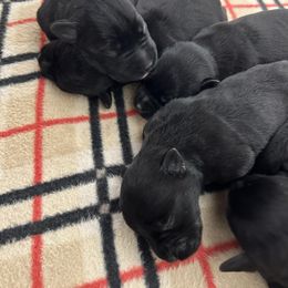 Ash - Black male Miniature Schnauzer puppy in Springfield, Tennessee from My Lovable Schnauzers