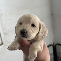 Girl 1 - Cream Dachshund puppy in Las Animas, Colorado from J&D Dachsies