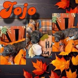 Jo Jo - Brindle female Dachshund puppy in Brazil, Indiana from King Duke Dachshunds