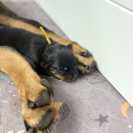 Puppy 5 - Black and mahogany female Rottweiler puppy in Arizona from TRK Rottweilers