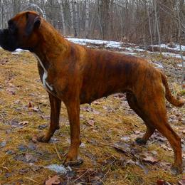 Aurora - Boxer
