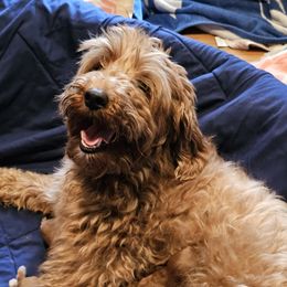 Rosey - Goldendoodle