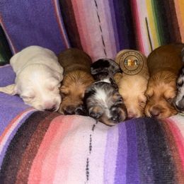Dachshund puppies from Rafter C Ranch Doxies