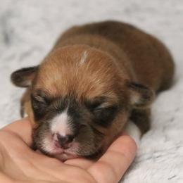 🌧️ Drizzle 🌧️ - Sable female Pembroke Welsh Corgi puppy in Fayetteville, Arkansas from Intergalactic Corgis