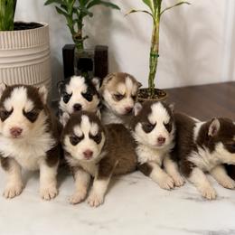 Pomsky puppies from KY Pomsky Paws
