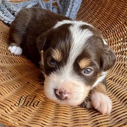 Mila - Red tri-color female Australian Shepherd puppy in Ramona, California from Blue Moon Aussies