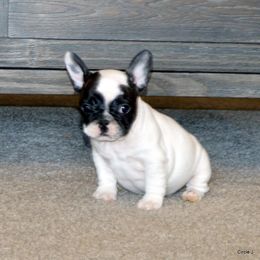 Bullmastiff and French Bulldog Puppies from Circle J Ranch