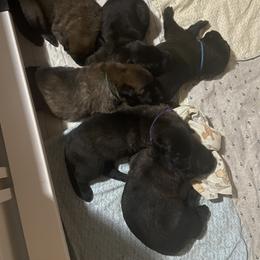 Belgian Malinois Puppies from Focused Obedient Belgian Malinois