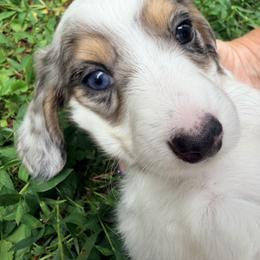 Buckaroo   4000 - Piebald male Dachshund puppy in Hendersonville, North Carolina from Snarky Doxy Miniature Dachshunds