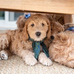 Goldendoodle Puppies from Deer Valley Doodles