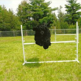 Portuguese Water Dog Puppies from Sherry N Rady