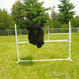 Portuguese Water Dog Puppies from Sherry N Rady