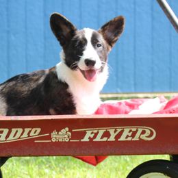 Cardigan Welsh Corgi Puppies from Penfro Corgis