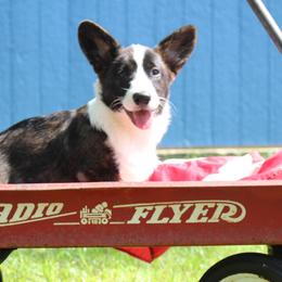 Cardigan Welsh Corgi Puppies from Penfro Corgis