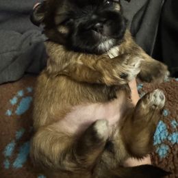 Girl 3 - Black and tan female Shih Tzu puppy in Augusta, Maine from Zulas Shih Tzu of Maine