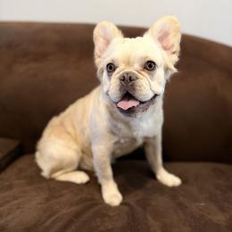 Winter - Cream female French Bulldog puppy in Palmdale, California from Legacy
