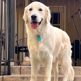 Golden Retriever All Grown Up from Puppy Love, Hall's Goldens