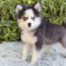 CiZi - Black and white male Pomsky puppy in Whittier, California from Legendary Pomskies