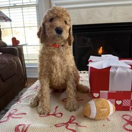 Mr. Orange collar - Apricot male Poodle puppy in Mc Leansville, North Carolina from Absolutely Pampered Poodles