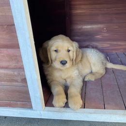 Golden Retriever Puppies from Gail’s Goldens