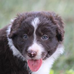 Micky - Red male Border Collie puppy in Tylertown, Mississippi from Cool Meadow Farms