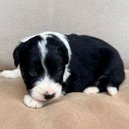 Aspen - Black and white female Aussiedoodle puppy in Colorado Springs, Colorado from Pesky Redneck Mini Ranch