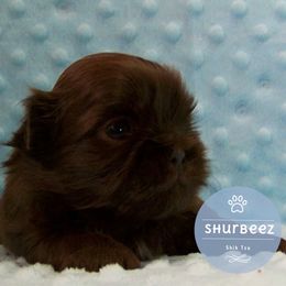 Shih Tzu Puppies from Shurbeez Shih Tzu