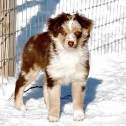 Quinn - Toy Australian Shepherd