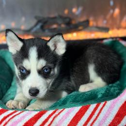 Judy Hopps - Black and white female Siberian Husky puppy in Tiverton, Rhode Island from Mount Hope Siberians