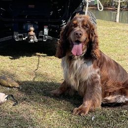 Remi - English Springer Spaniel