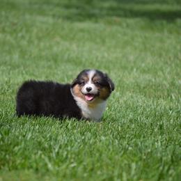 Pembroke Welsh Corgi Puppies from C&G Corgis